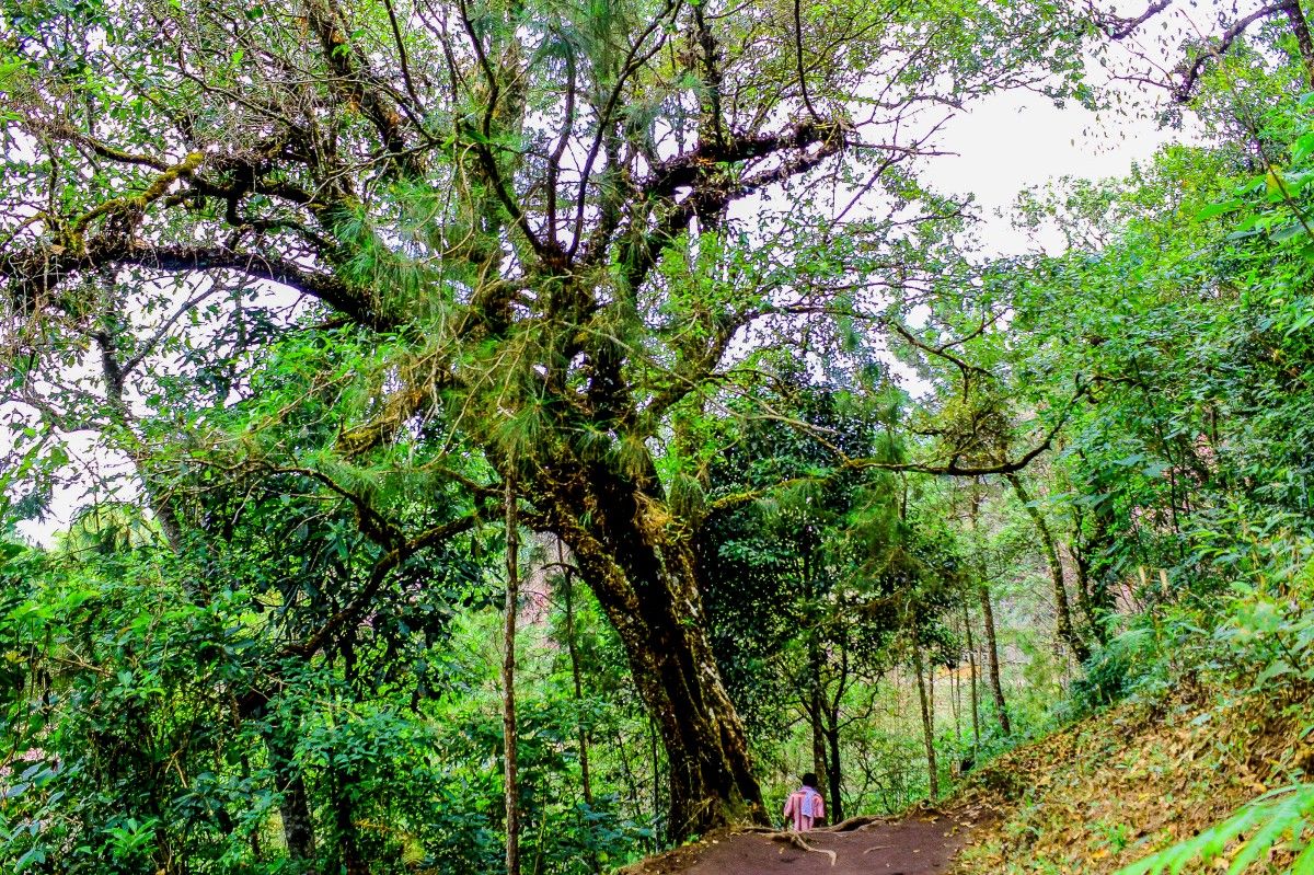 Unveil the Secrets of the Leon Sinks Geological Area