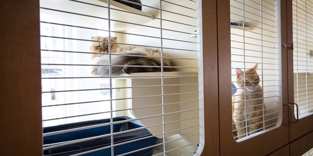 cat boarding facility