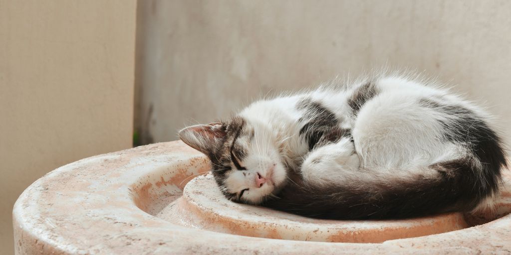 white and black cat lying on brown concrete round table