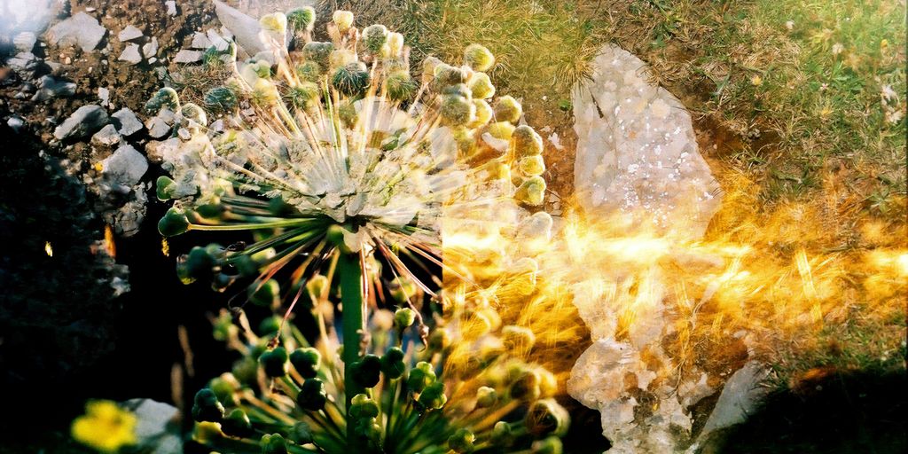 closeup photo of green grass field
