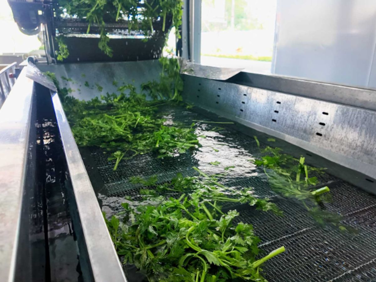 Cilantro washing process in a metal conveyor with water.