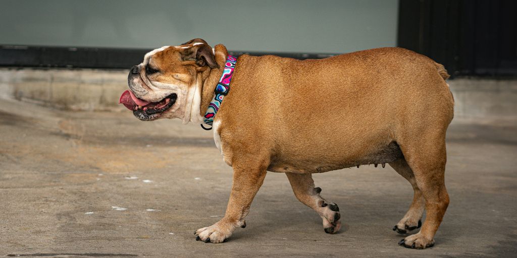 a brown and white dog walking across a parking lot