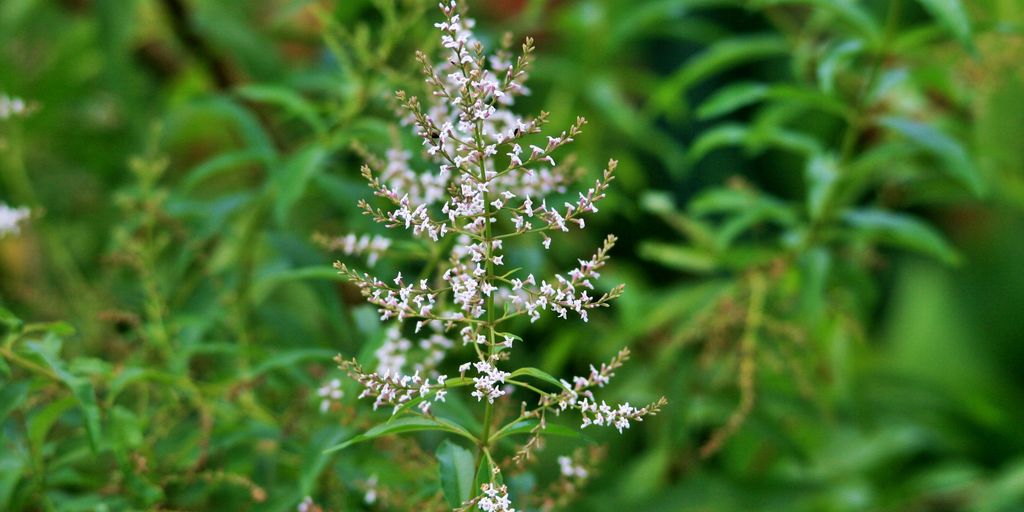 vibrant verbena flowers in a low-maintenance garden