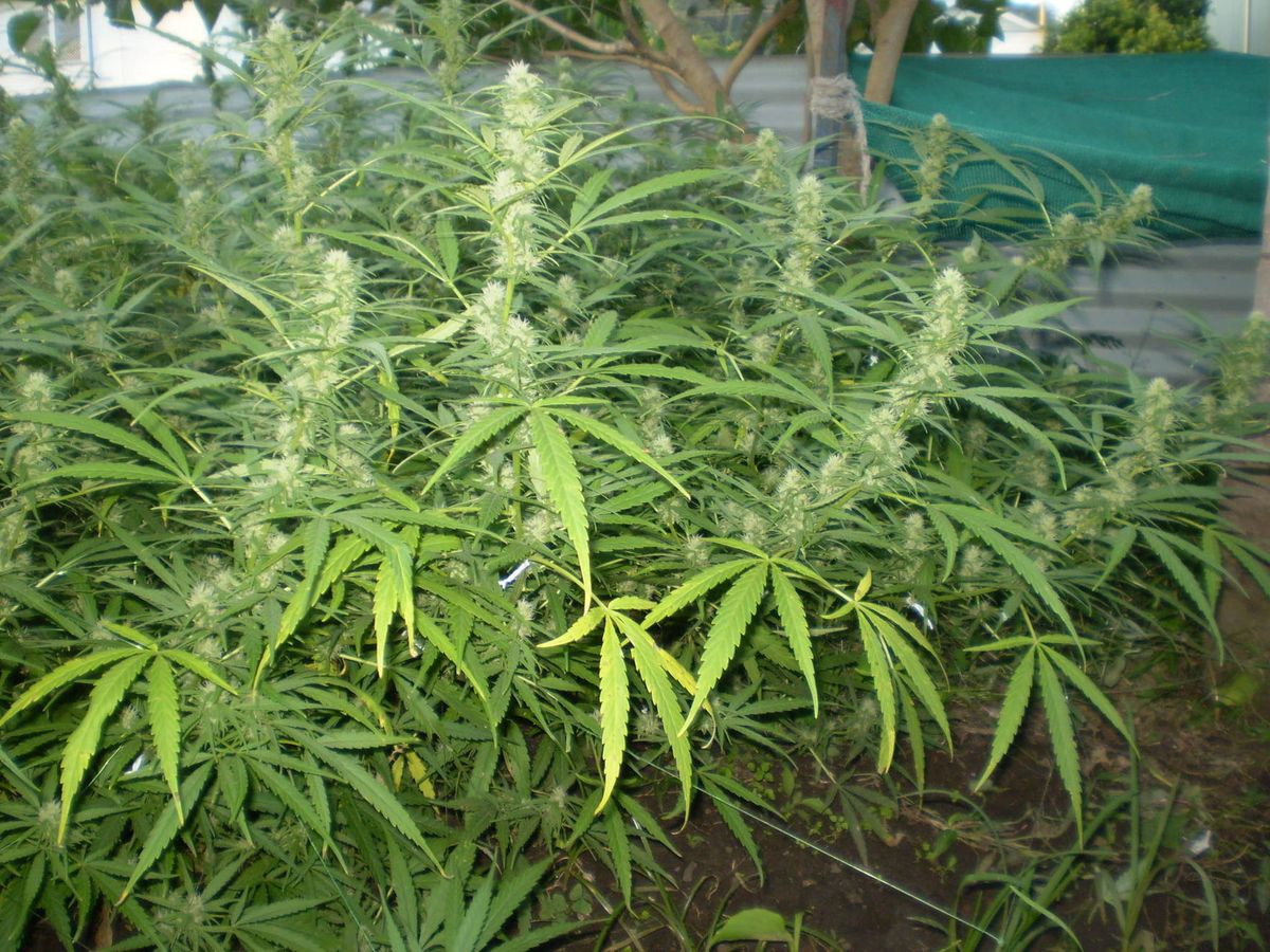 Grundlagen des Cannabisanbaus in Abtswind