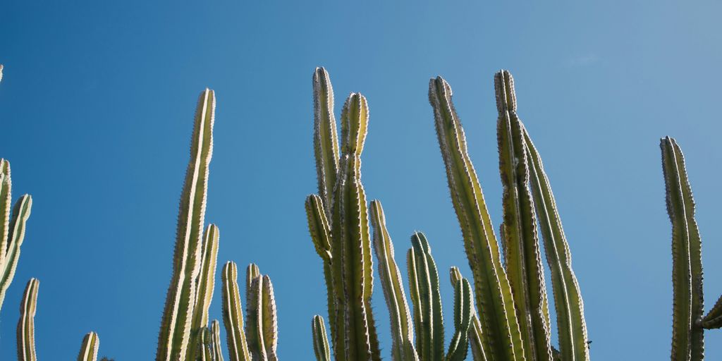 a group of cactus