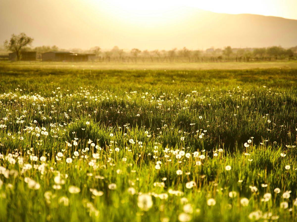 green grass field under white sky during daytime
