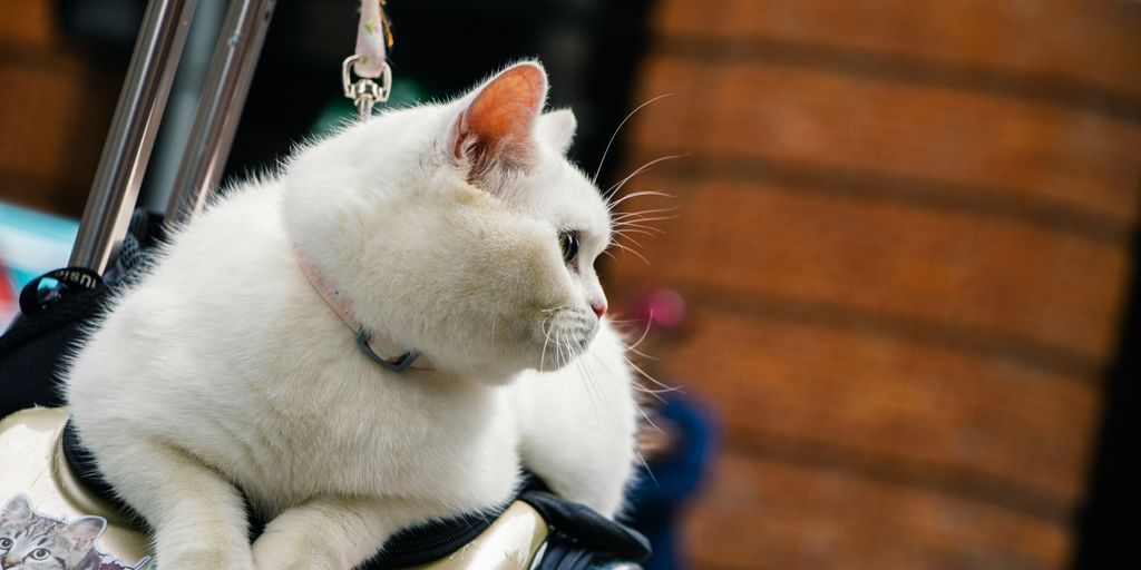 a white cat sitting on top of a luggage bag