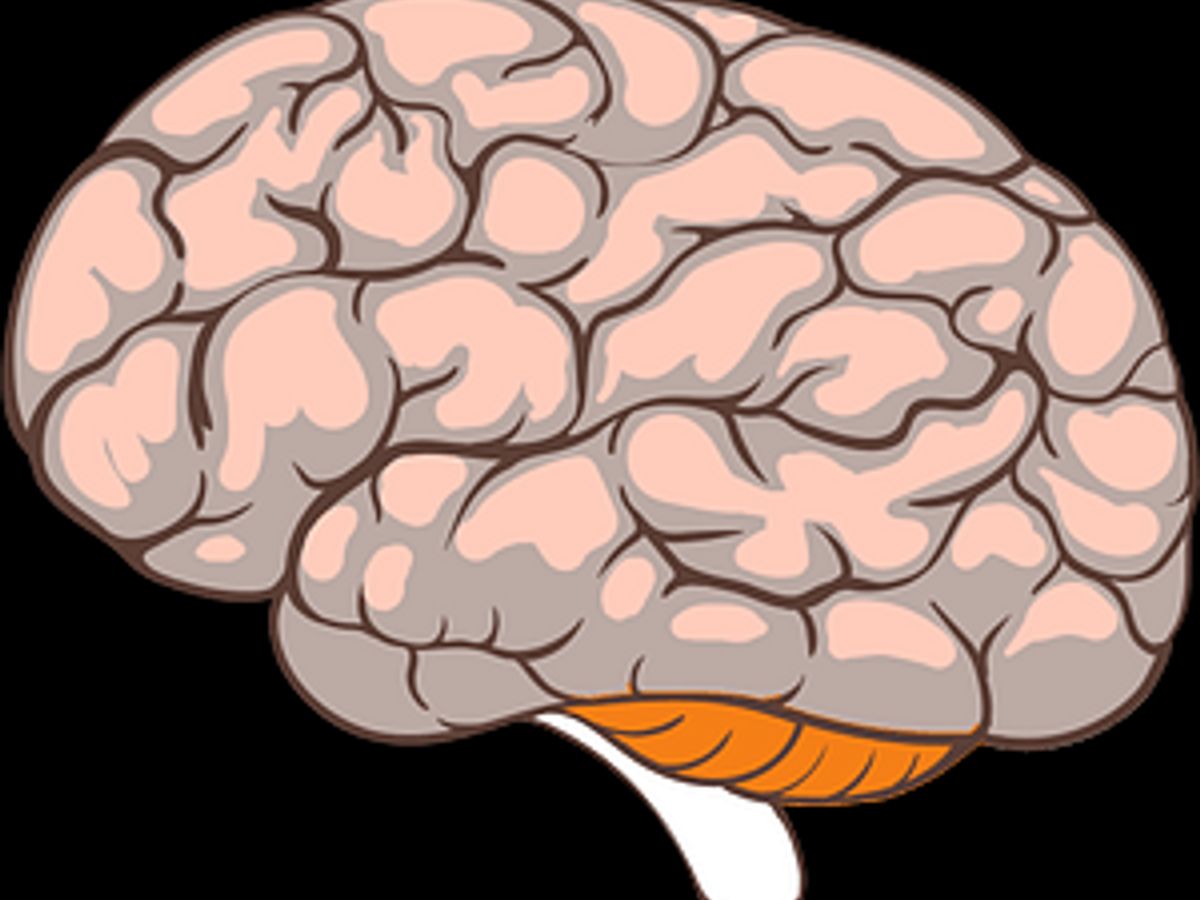 brain illustration