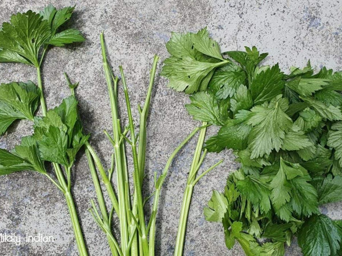 celery plant