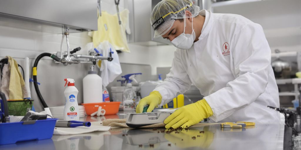 Tehnician inspectând o bucătărie curată pentru gândaci.