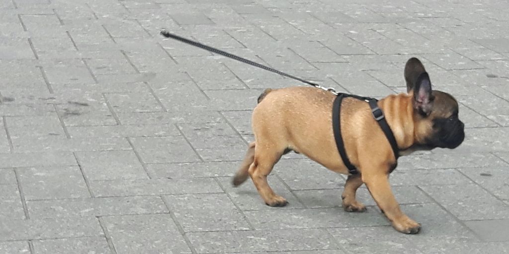 brown short coated dog with black leash
