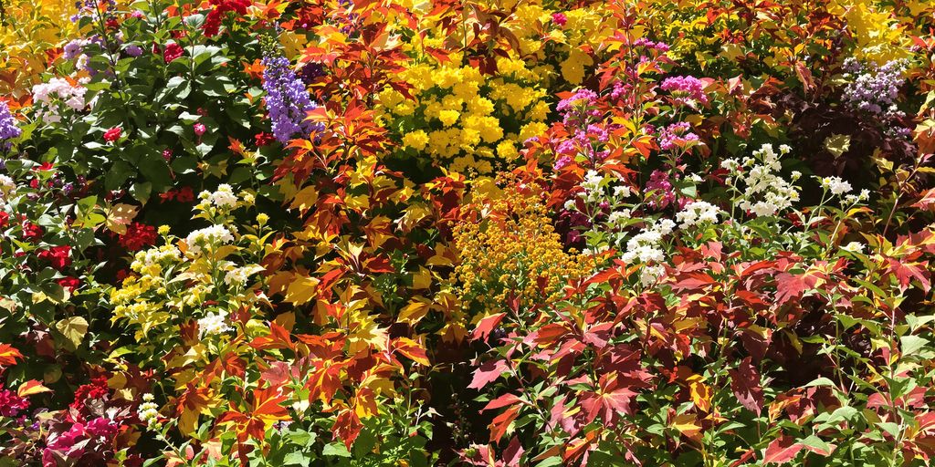 Fall perennial garden with vibrant autumn foliage.