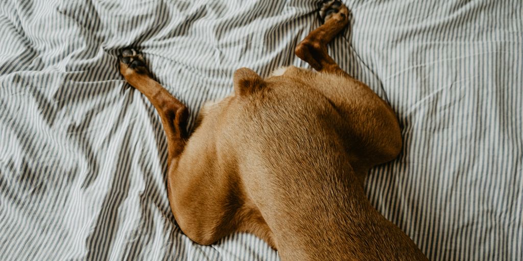dog laying on bed