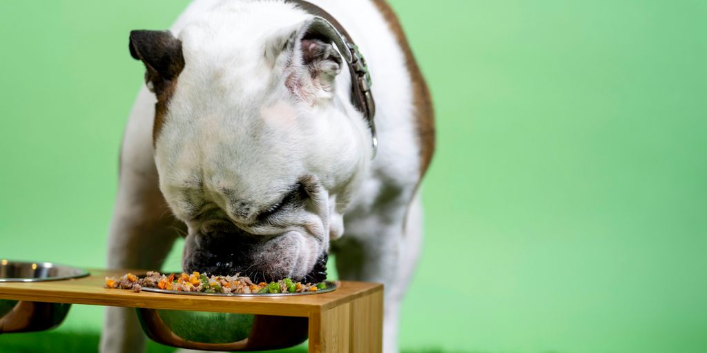 white and brown english bulldog on brown wooden table