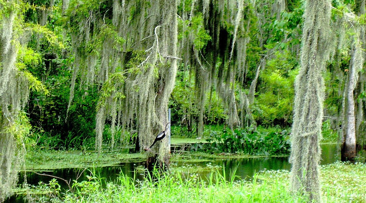 Unveiling the Mysteries of the Deep South