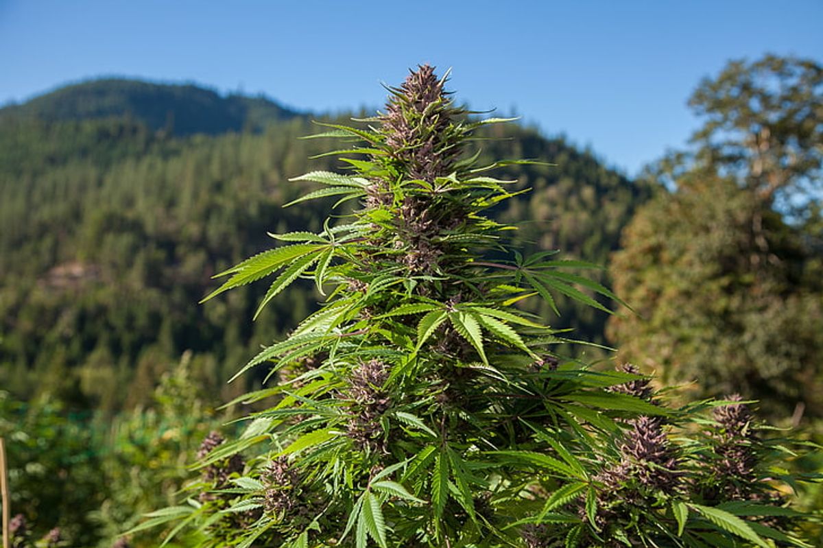 Warum Achberg in Baden-Württemberg für den Cannabisanbau ideal ist