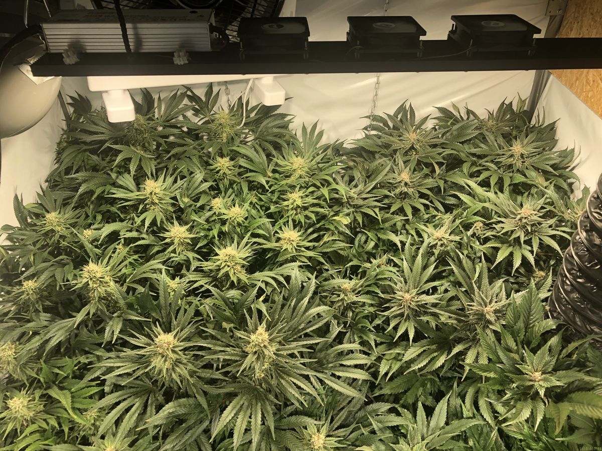 Anleitung zum Bestellen von Cannabissamen
