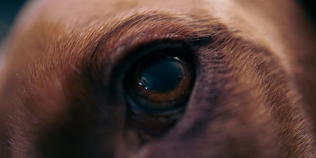 a close up of a brown dog's eye