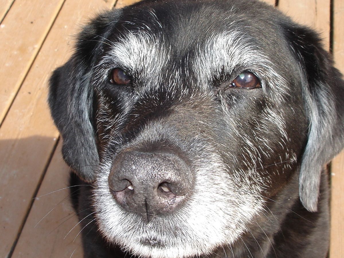 Bath Time Basics: Soothing Suds for Sensitive Pups