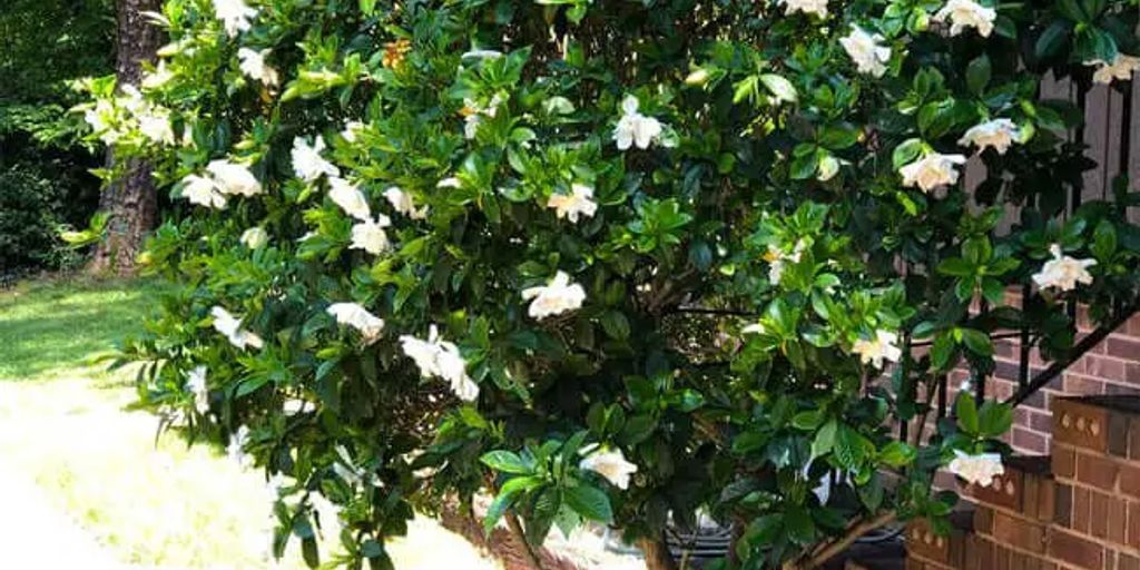 Gardenia jasminoides flower