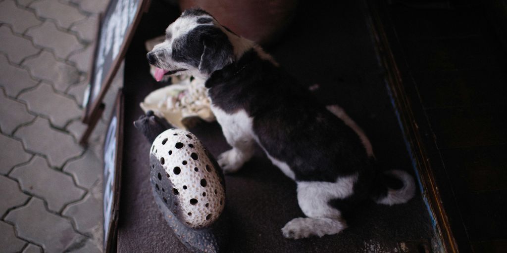 a black and white dog sitting next to a pair of shoes
