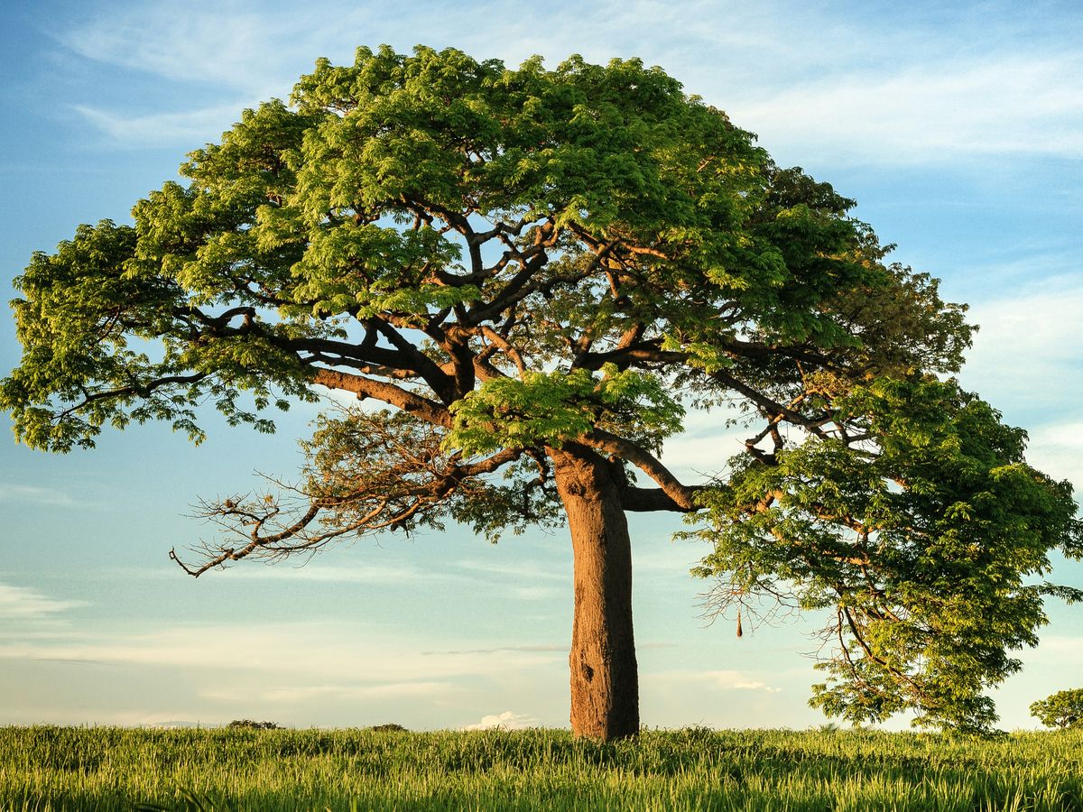 green leaf tree under blue sky