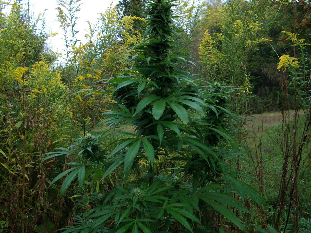 Beste Praktiken für den Anbau von Cannabis in Achberg