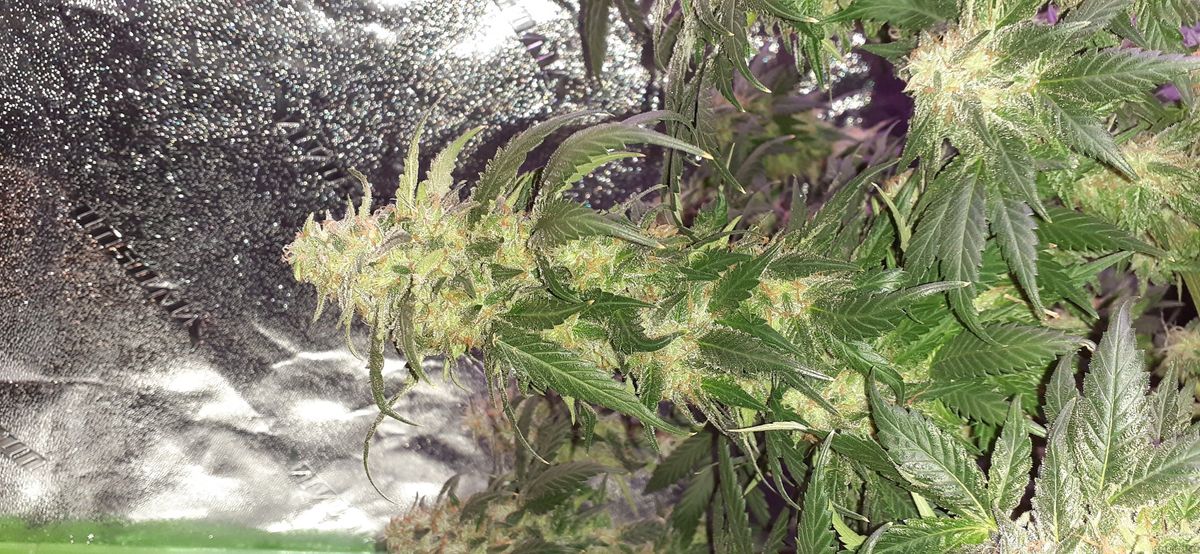 Die Auswahl der richtigen Cannabissamen