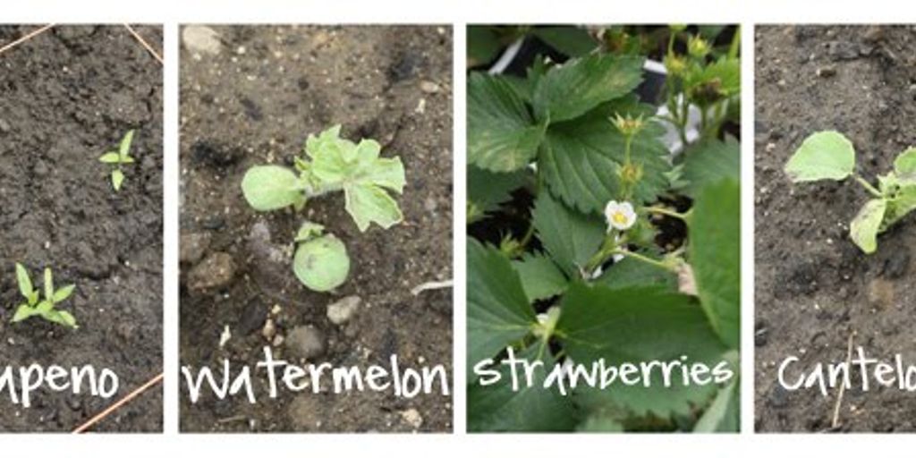 companion planting in a garden with natural pest deterrents