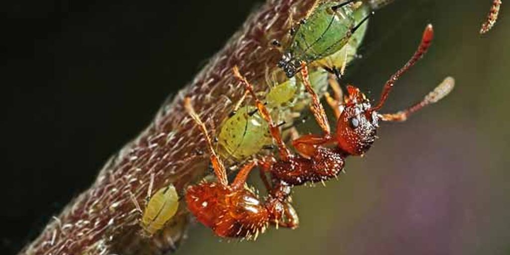 garden with pheromone traps and common pests