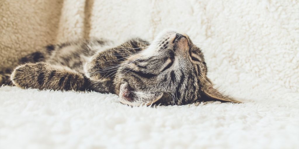 cat relaxing in cozy pet boarding facility
