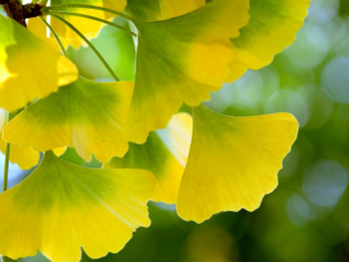 Ginkgo biloba side effects illustration