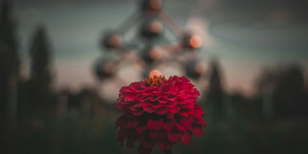 a red flower with a ferris wheel in the background