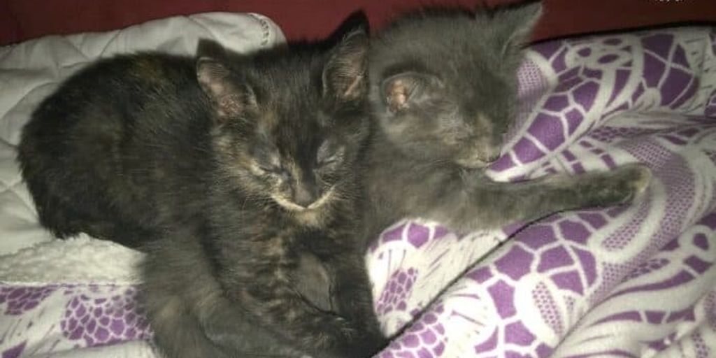 emergency cat boarding facility with stressed owners and playful cats