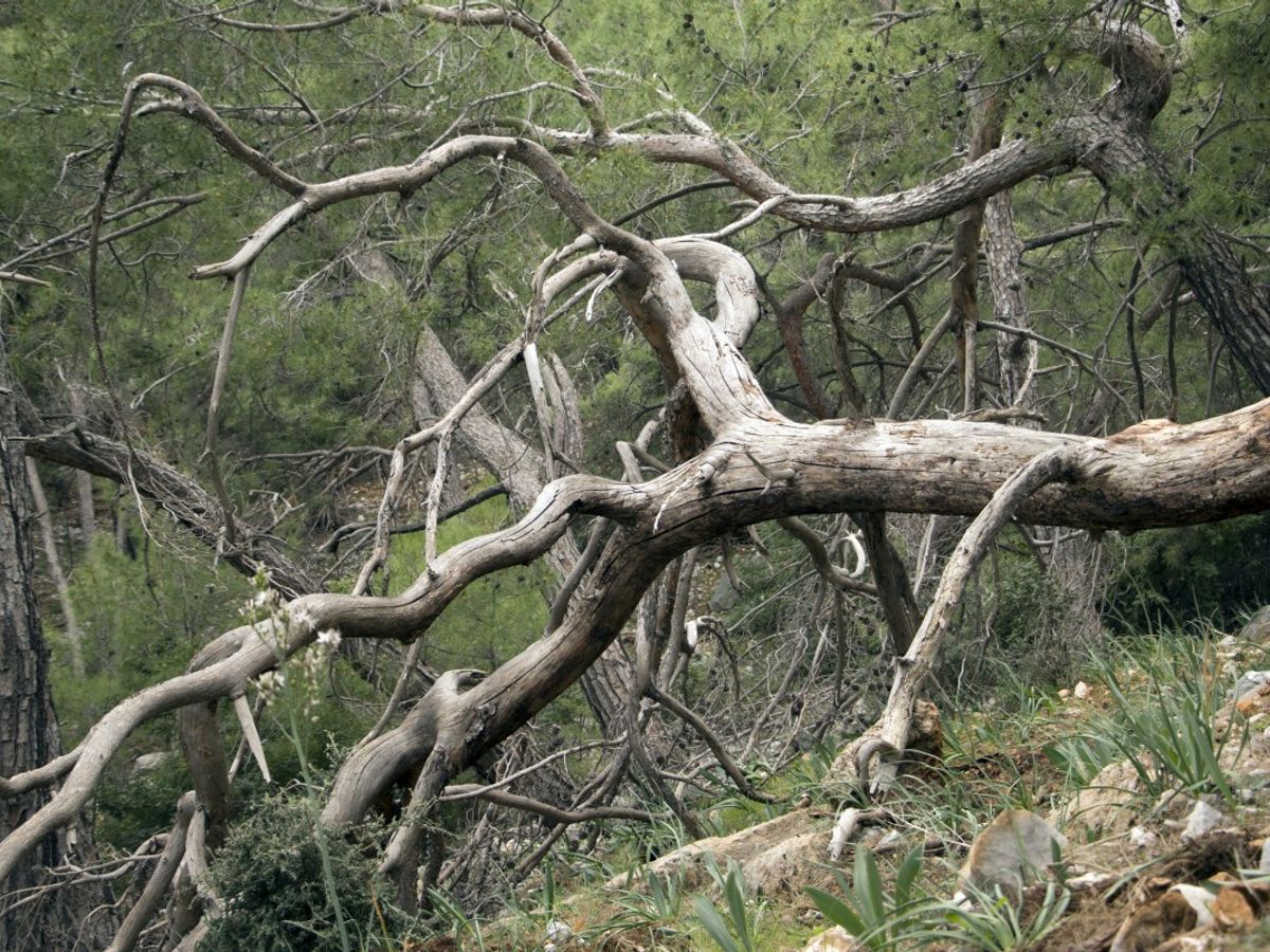 forest healing skin
