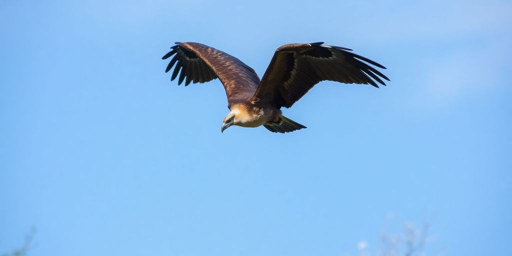 Photograph of an iron condor in flight.