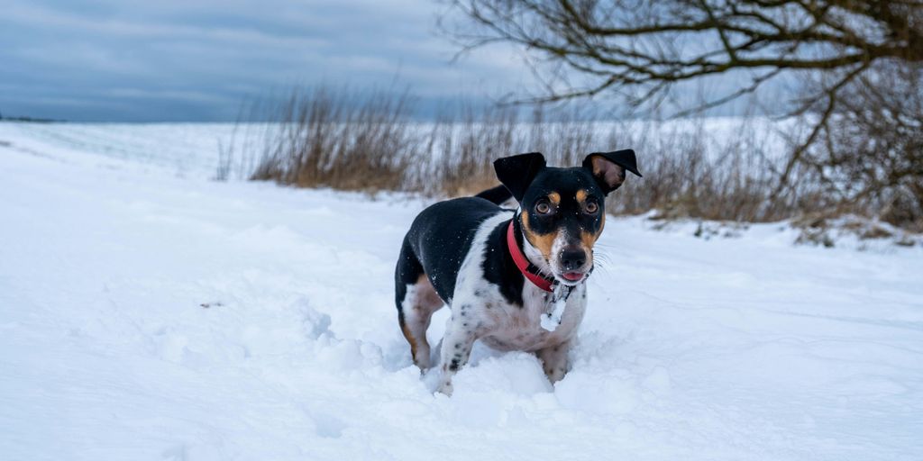 A dog running through the snow in a field