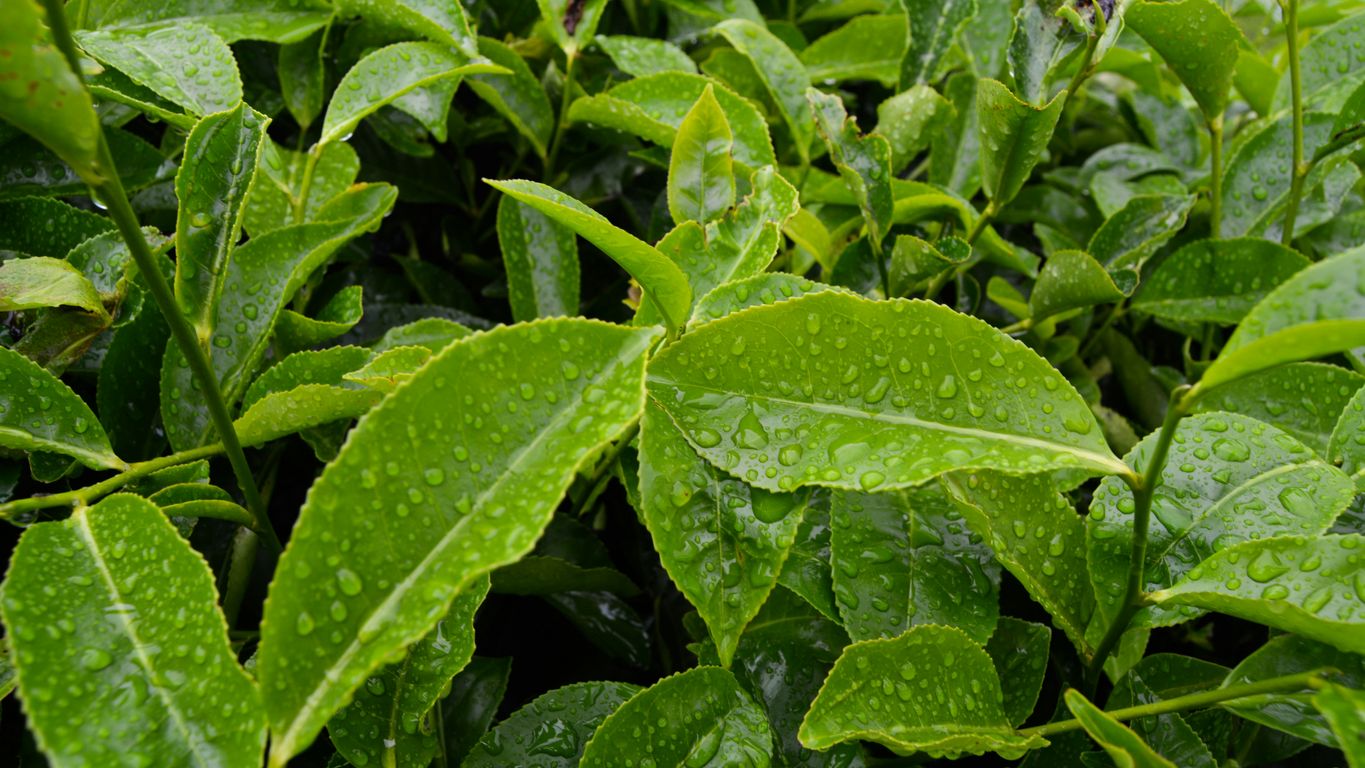 green leaves with water droplets