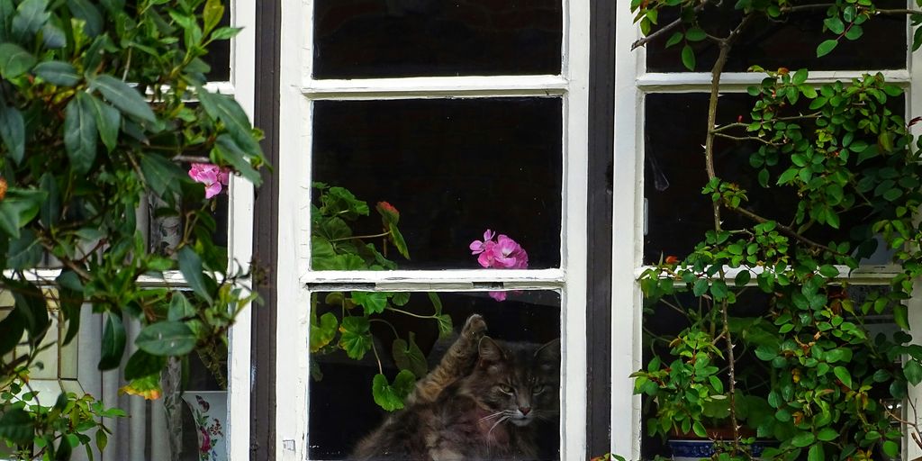 gray cat inside house