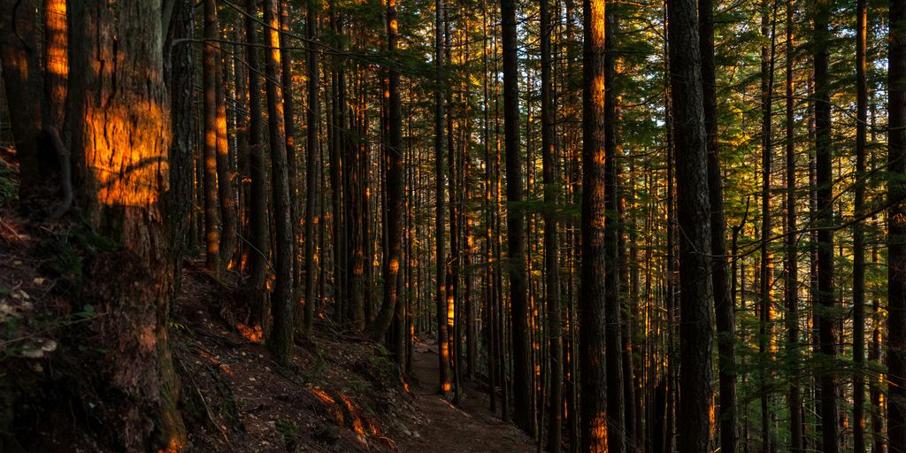 inside the jungle during golden hour