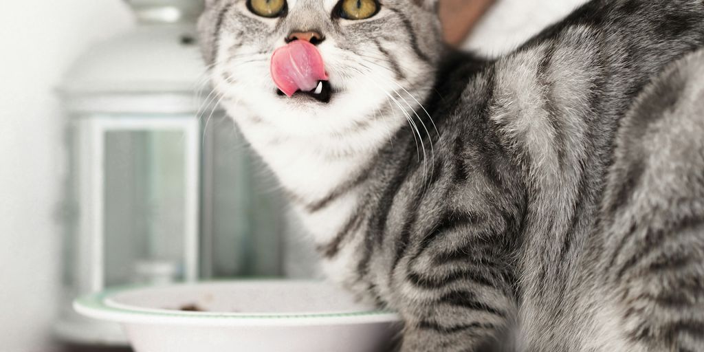 silver tabby cat in white ceramic bowl