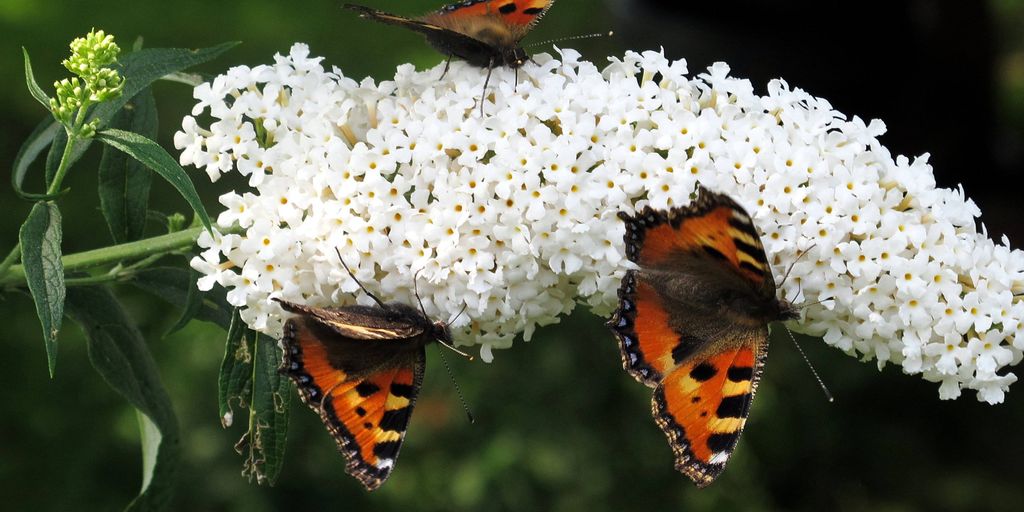 butterfly garden with host plants