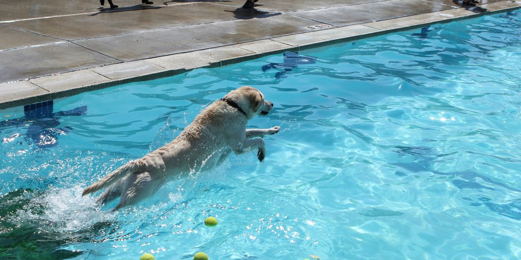 a dog in a pool playing with tennis balls