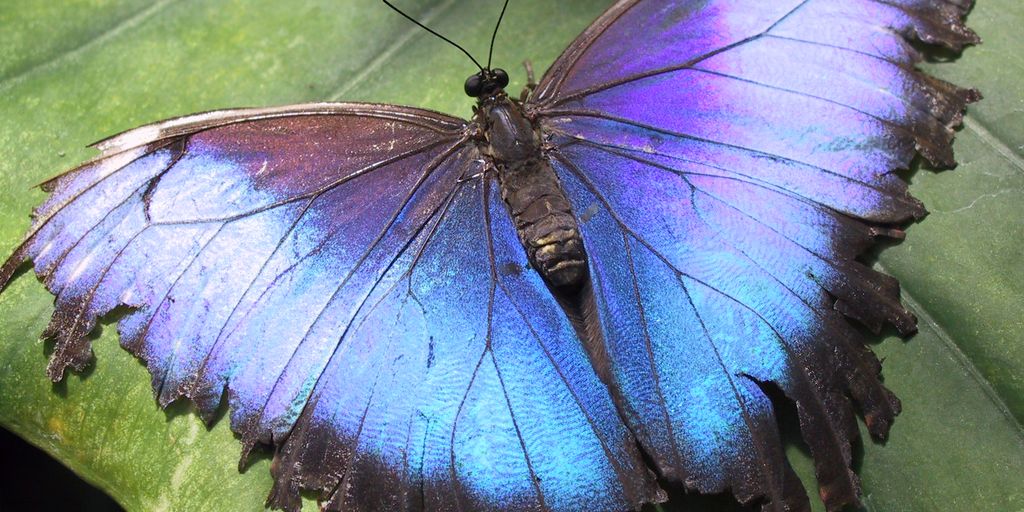 butterflies in a garden with water sources
