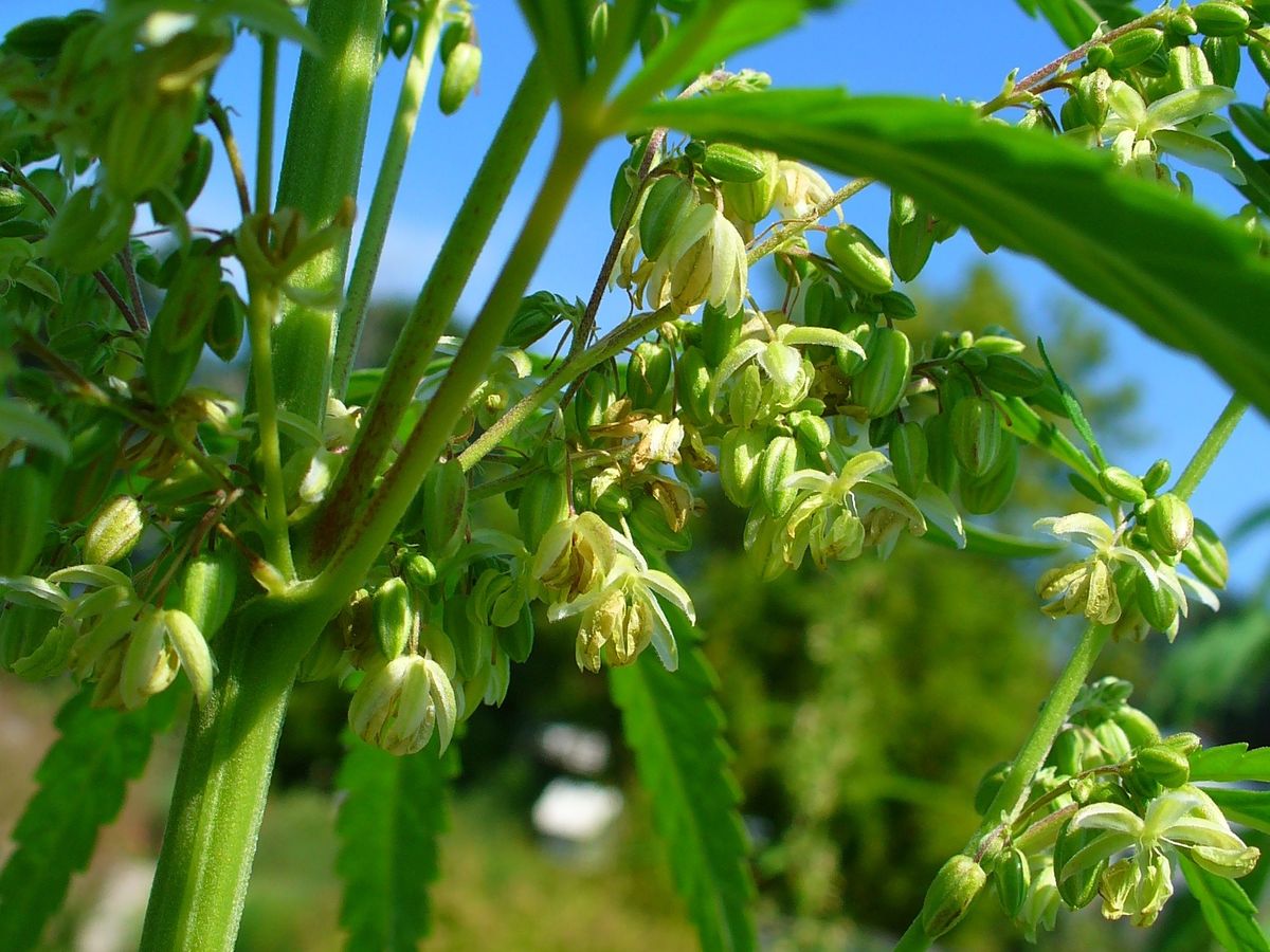Zukunft des Cannabisanbaus in Rheinland-Pfalz