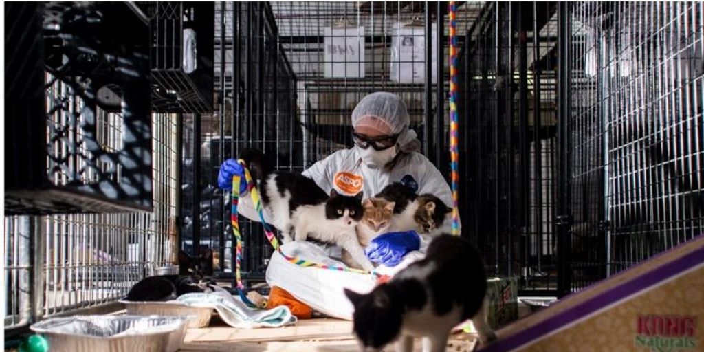 emergency cat boarding facility with fast service