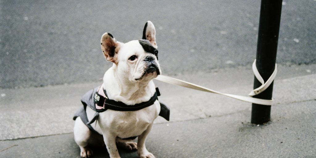 white and brown short coated dog with black harness