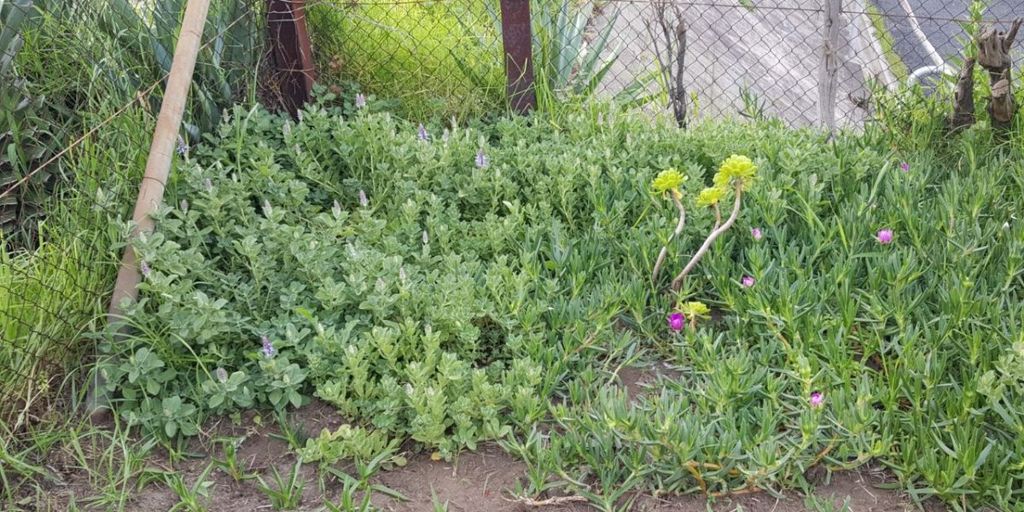 vertical garden maintenance in urban setting