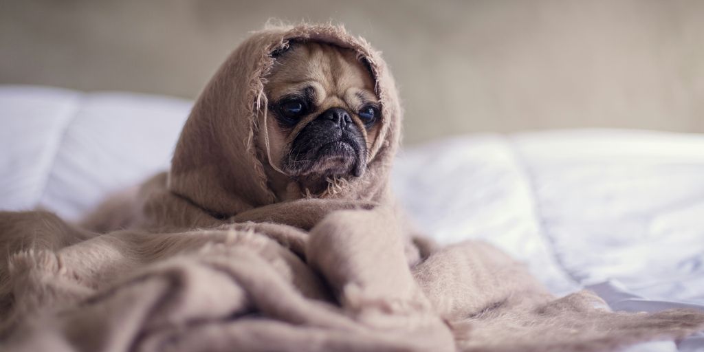 pug covered with blanket on bedspread