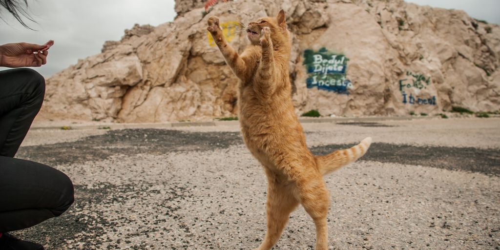 luxurious cat boarding facility with spacious play areas and comfortable sleeping quarters